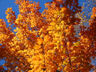 fall_101004.JPG