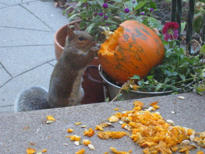 squirrel_pumpkin_100303.JPG