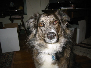 zeppo_123003.JPG