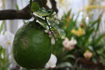 lemon_051005.jpg