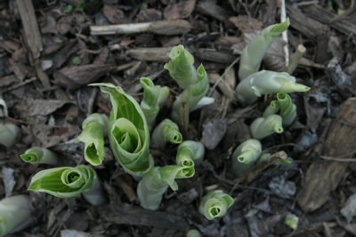 spring1_041906.jpg
