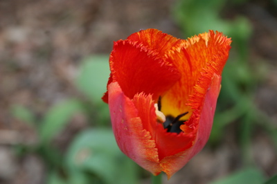 spring2_041906.jpg